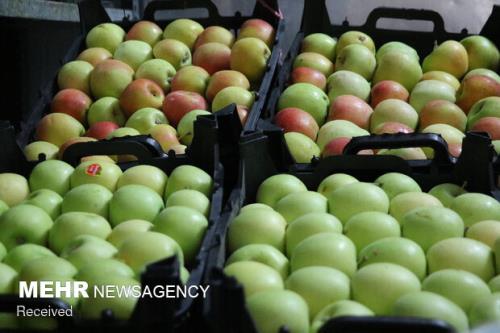 دولت به ذخیره سازی سیب و پرتقال ورود نکند
