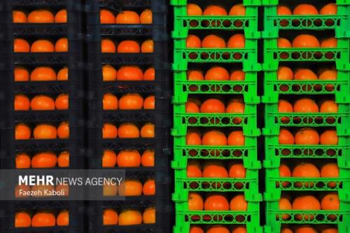 ذخیره 20 هزار تن سیب و پرتقال برای تثبیت قیمت در بازار نوروز