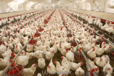 ۷۷۰۰ تن گوشت مرغ گرم هفتم فروردین ارائه شد