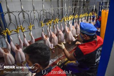 بیشتر از ۷ هزار تن گوشت مرغ گرم به بازار ارائه شد