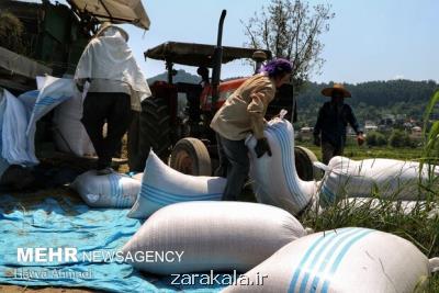 افزایش قیمت برنج ادامه دارد