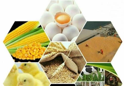 قیمت نهاده های دامی تغییر نکرد