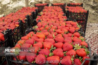 جزییات قیمت انواع میوه و صیفی جات