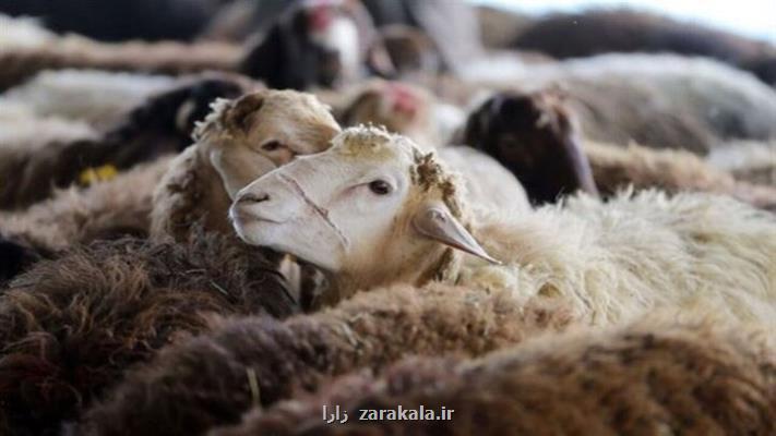 روزانه بین ۴ تا ۵ هزار دام سبک به مقصد عمان قاچاق می شود به علاوه اسناد