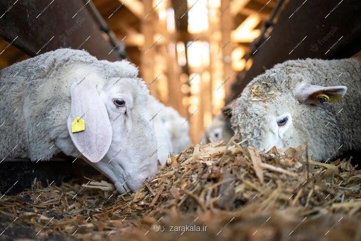 کاهش تولید گوشت در ارتباط با کمبود نهاده های دامی نیست