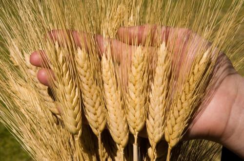 نرخ خرید تضمینی جو هنوز تعیین نشده است