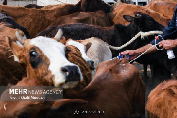 تولید حیوانات تراریخته هزینه های اصلاح دام را کاهش می دهد