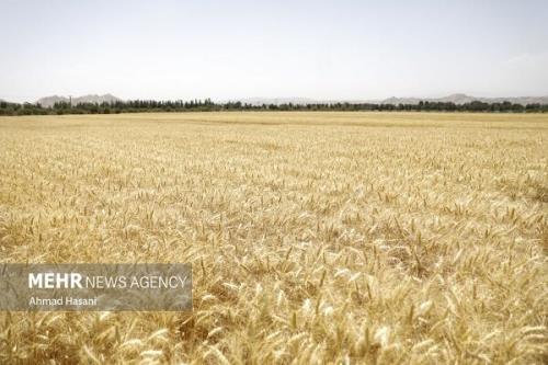 ۴ و نیم میلیون تن گندم تحویل دولت شد