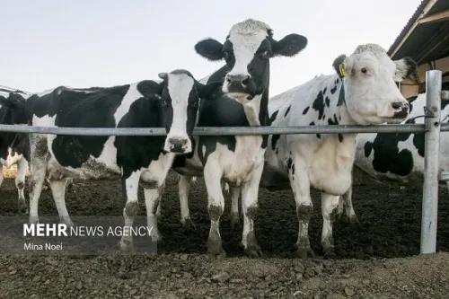 دست رانت خواران واردات نهاده در جیب دامداران