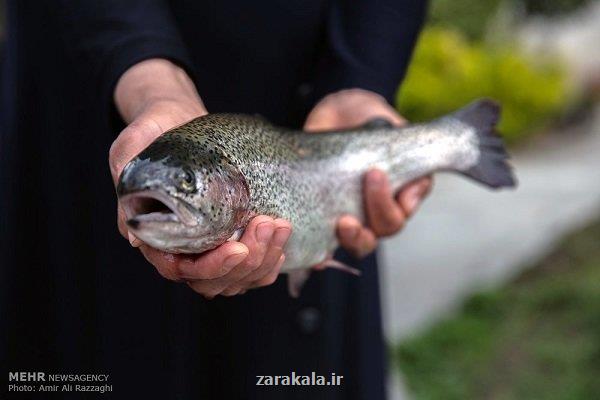 افزایش قیمت ماهی قزل آلا در نیمه دوم سال