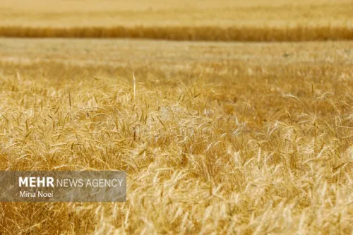 بازبینی در بیمه گندمزارها سهم کشاورز از حق بیمه حذف شد