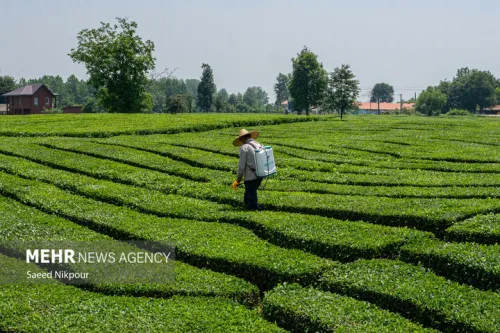 تجارت خارجی چای در ۱۰ ماهه ابتدای سال ۱۴۰۴