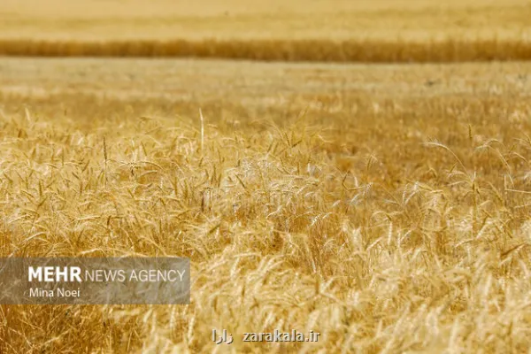 بازبینی در بیمه گندمزارها سهم کشاورز از حق بیمه حذف شد