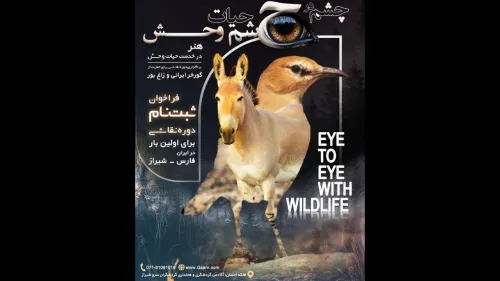 آموختن هنر حفاظتی با تمرکز بر گورخر ایرانی و زاغ بور