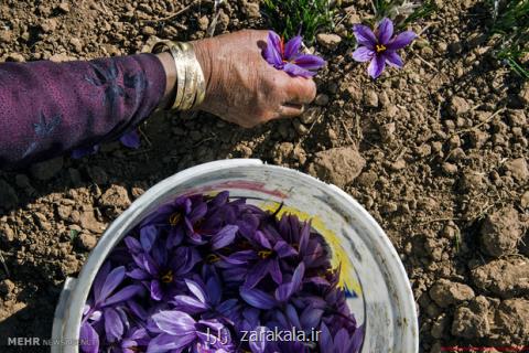 تجارت جهانی زعفران ایران