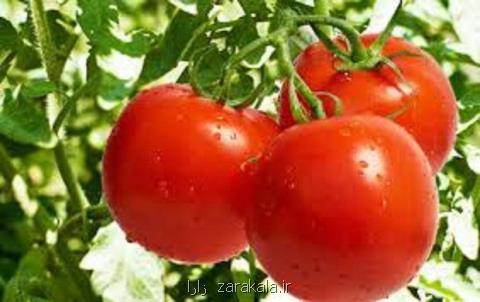 بازار گوجه فرنگی و سیب زمینی تعدیل می شود