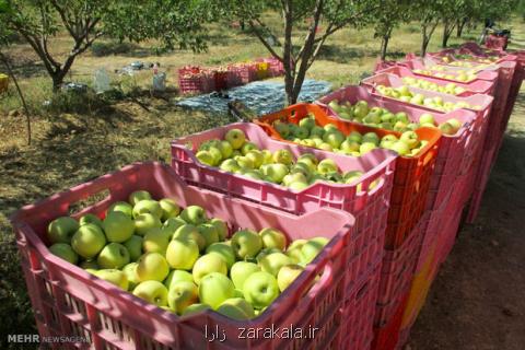 مشتریان تازه برای سیب ایرانی، هند و روسیه مقصد جدید