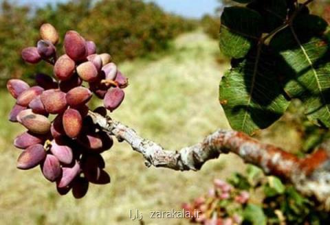 صادرات پسته ایران از كرمان توسط افغان ها