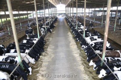 ماجرای دام هایی كه به طمع افزایش قیمت روی دست دامداران ماند