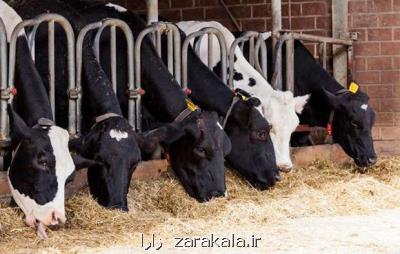 نرخ سبوس اصلاح گردید، قیمت به 1000تومان رسید