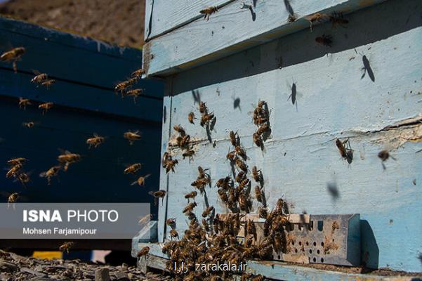 پژوهشكده زنبورعسل حلقه واصله ای بین اتحادیه زنبورداران و متخصصین علمی است