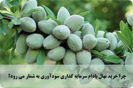 مزایای خرید نهال بادام بعلاوه معرفی 5 نهال بادام برتر