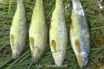 افزایش تقاضا برای صادرات آبزیان