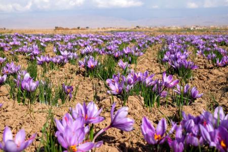 درآمدزایی با كاشت زعفران در اراضی تحقیقاتی دانشگاه آزاد