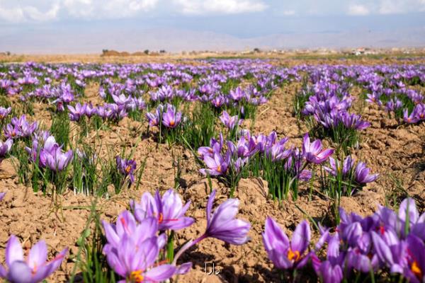 درآمدزایی با كاشت زعفران در اراضی تحقیقاتی دانشگاه آزاد